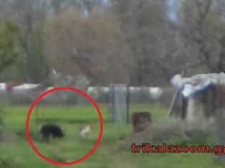 Φωτογραφία για Κλεφτοκοτάς σκύλος κάνει επίθεση στις κότες στην Λεπτοκαρυά Τρικάλων [photos]
