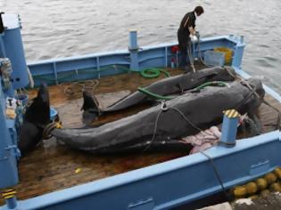 Φωτογραφία για Ανταρκτική: 333 νεκρές φάλαινες από ιαπωνικά φαλαινοθηρικά