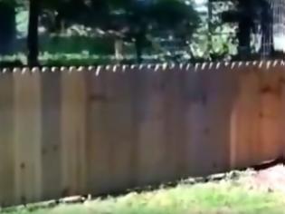 Φωτογραφία για Έφτιαξε αυτόν τον φράχτη για τον σκύλο του. Αλλά κάτι έκανε λάθος... (βίντεο)