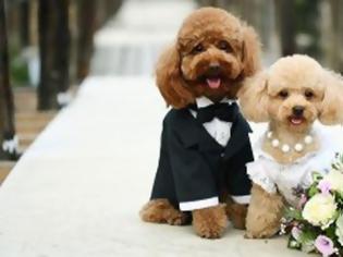 Φωτογραφία για 5.000 καλεσμένοι σε… γάμο σκύλων!