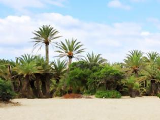 Φωτογραφία για Γνωρίστε το Φοινικόδασος του Βάι