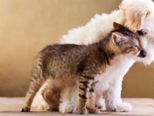 Φωτογραφία για Σκύλος και γάτα στο ίδιο σπίτι: Όνειρο ή εφιάλτης;