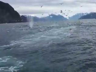 Φωτογραφία για Αλάσκα: Βιντεοσκοπούσε γλάρους - Τίποτα δεν προμήνυε αυτό που θα ακολουθούσε! (video)