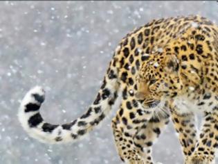 Φωτογραφία για Έκαναν ευθανασία στην πιο σπάνια λεοπάρδαλη στον πλανήτη...