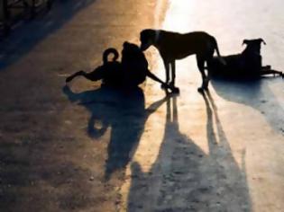 Φωτογραφία για Σε στείρωση 249 αδέσποτων γατών προχωρά ο δήμος Αθηναίων