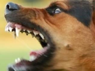 Φωτογραφία για Επίθεση αγέλης σκύλων σε Τρικαλινή Εκπαιδευτικό