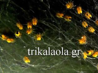 Φωτογραφία για Καταπληκτικό - Νεογέννητα Αραχνάκια στη φωλιά τους από ιστό [video]