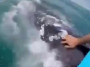 Φωτογραφία για Τουρίστες χαϊδεύουν φάλαινα και βάζουν το χέρι στο στόμα της