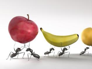 Φωτογραφία για Το 2050 θα τρώμε… μυρμήγκια, ακρίδες και μέλισσες