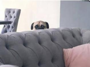 Φωτογραφία για ΠΟΛΥ ΓΕΛΙΟ: Ο σκύλος που παρακολουθεί τη γυναίκα του αφεντικού του και έγινε viral [photos]