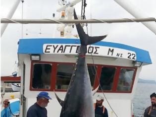 Φωτογραφία για ΔΕΙΤΕ ψαράδες με 280 κιλά ψαριά στην Σκόπελο [photos]