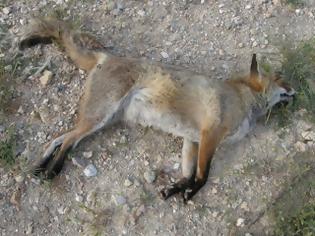 Φωτογραφία για Δεκάδες ζώα (σκυλιά και αλεπούδες) νεκρά από φόλες στο Ποικίλο Όρος της Αττικής