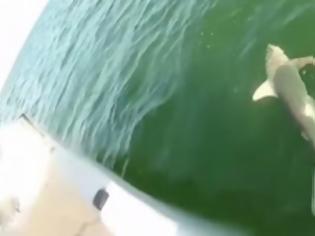 Φωτογραφία για ΤΡΟΜΕΡΟ! Θαλάσσιο… τέρας καταπίνει ολόκληρο καρχαρία [video]
