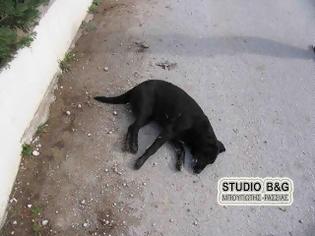 Φωτογραφία για Άργος: Δεκάδες σκύλοι νεκροί από φόλες... [photos]