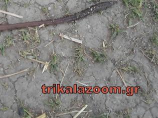 Φωτογραφία για Λες και βγήκε απο το Τσερνομπίλ το σκουλήκι γίγας στα Τρίκαλα [photos]