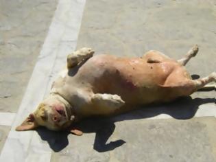 Φωτογραφία για ΝΤΡΟΠΗ: Πλανόδιος Χτυπάει επανειλημμένα τον πιο διάσημο σκύλο της Πάρου