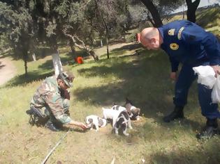 Φωτογραφία για Φροντίδα αδέσποτων ζώων από το Πολεμικό Ναυτικό!