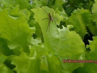 Φωτογραφία για ΠΡΟΣΟΧΗ: Εμφανίστηκαν αράχνες που τσιμπάνε στα Τρίκαλα