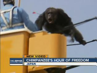 Φωτογραφία για Απίστευτες εικόνες στην Ιαπωνία. Χιμπατζής το έσκασε και κρεμόταν από καλώδια ηλεκτρικού ρεύματος... [video]