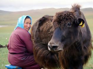 Φωτογραφία για Αντί για υπνωτικά χάπια παρήγγειλε online ένα βουβάλι του Θιβέτ