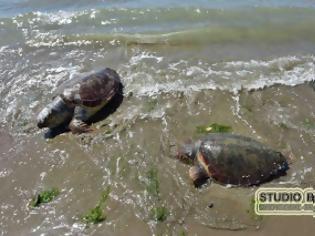 Φωτογραφία για Νέα Κίος: Δυο χελώνες καρέτα - καρέτα βρέθηκαν χτυπημένες... [photos]