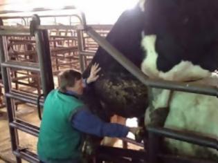 Φωτογραφία για Βίντεο ΣΟΚ – δείτε πως παίρνουν ούρα και σπέρμα ταύρου και φτιάχνουν γνωστά αναψυκτικά!