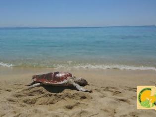 Φωτογραφία για Άλλη μια θαλάσσια χελώνα καρέτα – καρέτα νεκρή χτυπημένη στο κεφάλι σε παραλία της Νάξου