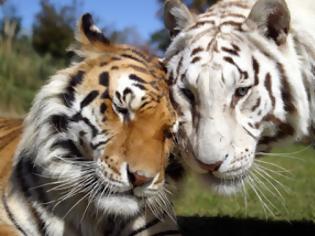 Φωτογραφία για Οι τίγρεις αυξήθηκαν για πρώτη φορά μετά από έναν αιώνα