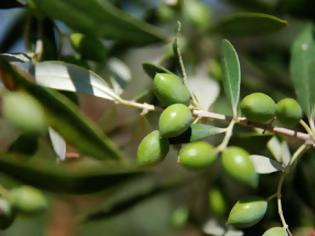 Φωτογραφία για Πλήττεται η παραγωγή ελιάς στη Μαγνησία από το μύκητα βερτιτσίλιο