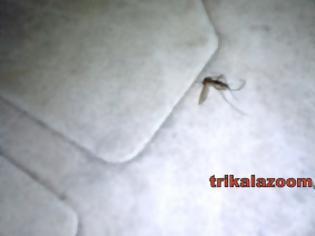 Φωτογραφία για Εμφάνιση μεγάλων σκνιπών στα Τρίκαλα [photos]