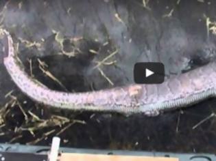 Φωτογραφία για ΣΟΚΑΡΙΣΤΙΚΟ: Πύθωνας κατάπιε ολόκληρο αλιγάτορα - Δεν φαντάζεστε τι έγινε στη συνέχεια… [video]
