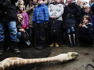 Φωτογραφία για ΣΚΛΗΡΕΣ ΕΙΚΟΝΕΣ: Θανάτωσαν υγιή ζέβρα και την έδωσαν σε λιοντάρι μέσα σε ζωολογικό κήπο [photos]