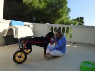 Φωτογραφία για Περπάτησε ξανά με το καροτσάκι ο παράλυτος σκύλος που υιοθέτησε η Μ. Πυργιώτη [video]