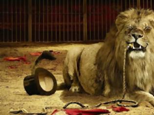 Φωτογραφία για Απελευθερώθηκαν 33 λιοντάρια που ήταν αιχμάλωτα στα τσίρκα