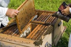Προστασία της παραγωγής του μελιού ζητούν οι μελισσοκόμοι της Καλύμνου