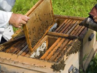 Φωτογραφία για Προστασία της παραγωγής του μελιού ζητούν οι μελισσοκόμοι της Καλύμνου