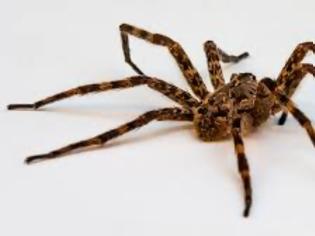 Φωτογραφία για Αυτό που κάνουν οι αράχνες στον σύντροφο τους και δεν ήξερε κανείς!