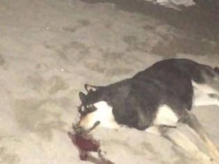 Φωτογραφία για Κυνηγός εκτέλεσε σκύλο πυροβολώντας τον με μονόβολο στο κεφάλι στο Ν. Ρύσιο
