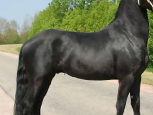 Φωτογραφία για Κρήτη: Σοβαρό ατύχημα με άλογο για έναν 35χρονο