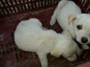 Φωτογραφία για Βρήκε 3 σκυλιά ζωντανά πεταμένα στο φράγμα του Πηνείου κοντά στη Γαστούνη Ηλείας