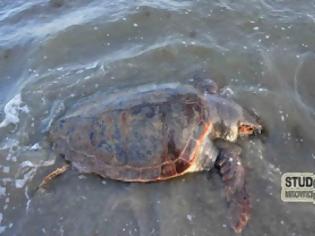 Φωτογραφία για Χελώνα Καρέτα - Καρέτα βρέθηκε χτυπημένη στην Αργολίδα [photos]
