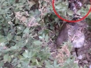 Φωτογραφία για Κρήτη: Αποτρόπαιο θέαμα με… τεμαχισμένο γατάκι σε πολυκατοικία