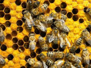 Φωτογραφία για Έχει τρελαθεί ο κόσμος: Επιστήμονας πληρώθηκε για να τον τσιμπήσουν οι μέλισσες στο...