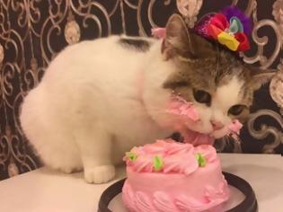 Φωτογραφία για ΤΕΛΕΙΟ: Αυτό το γατάκι απολαμβάνει το κέικ γενεθλίων της και γίνεται viral!... [photos]
