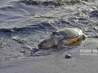 Φωτογραφία για Ακόμα δυο χελώνες τραυματισμένες θανάσιμα στην παραλιακή Ναυπλίου Νέας Κιου [photos]