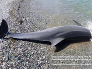 Φωτογραφία για Δολοφονημένο από ανθρώπινο χέρι το δελφίνι που εκβράστηκε νεκρό σε παραλία του Πλαταμώνα