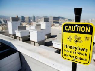 Φωτογραφία για Ξενοδοχεία στο Σαν Φρανσίσκο φιλοξενούν εκτός από τουρίστες και... μέλισσες [video]
