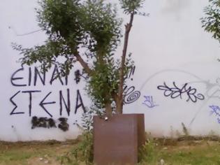 Φωτογραφία για Κλειδώνουν τις λαμαρίνες στα δέντρα στη πόλη των Τρικάλων