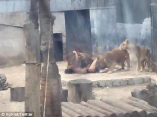 Φωτογραφία για Προσπάθησε να αυτοκτονήσει πέφτοντας στα λιοντάρια