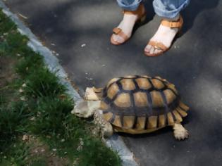 Φωτογραφία για Η χελώνα που βγαίνει βόλτα με...καροτσάκι! [photos]